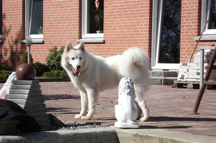 Samojedhund Tøzen - 2. April 2010 billede 7