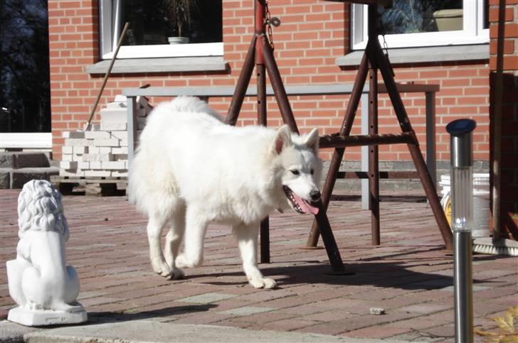 Samojedhund Tøzen - Snigeren. 2. April 2010 billede 8