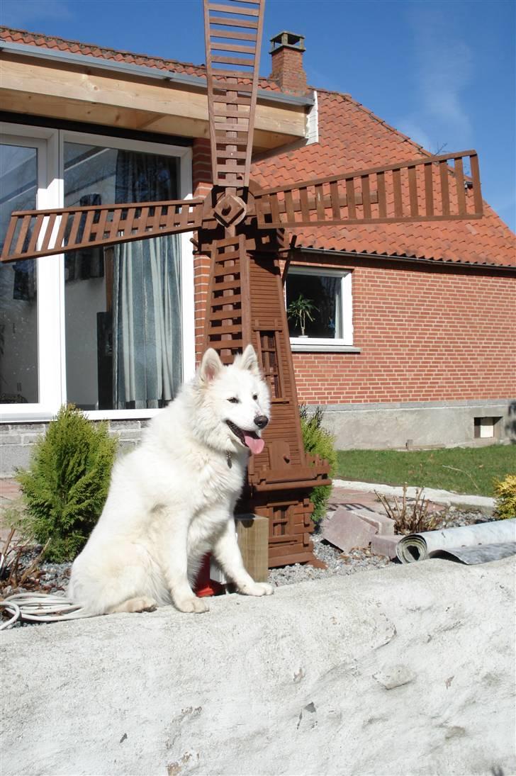 Samojedhund Tøzen - 2. April 2010 billede 9