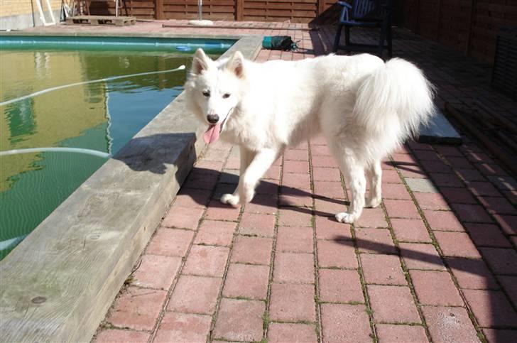 Samojedhund Tøzen - Nogen der vil med ud og bade? :P 2. April 2010 billede 10