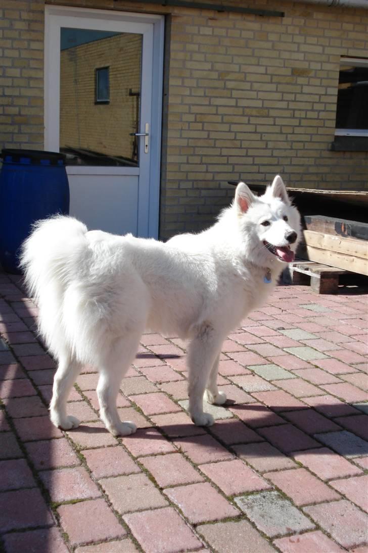 Samojedhund Tøzen - Smuksak. 2. April 2010 billede 11
