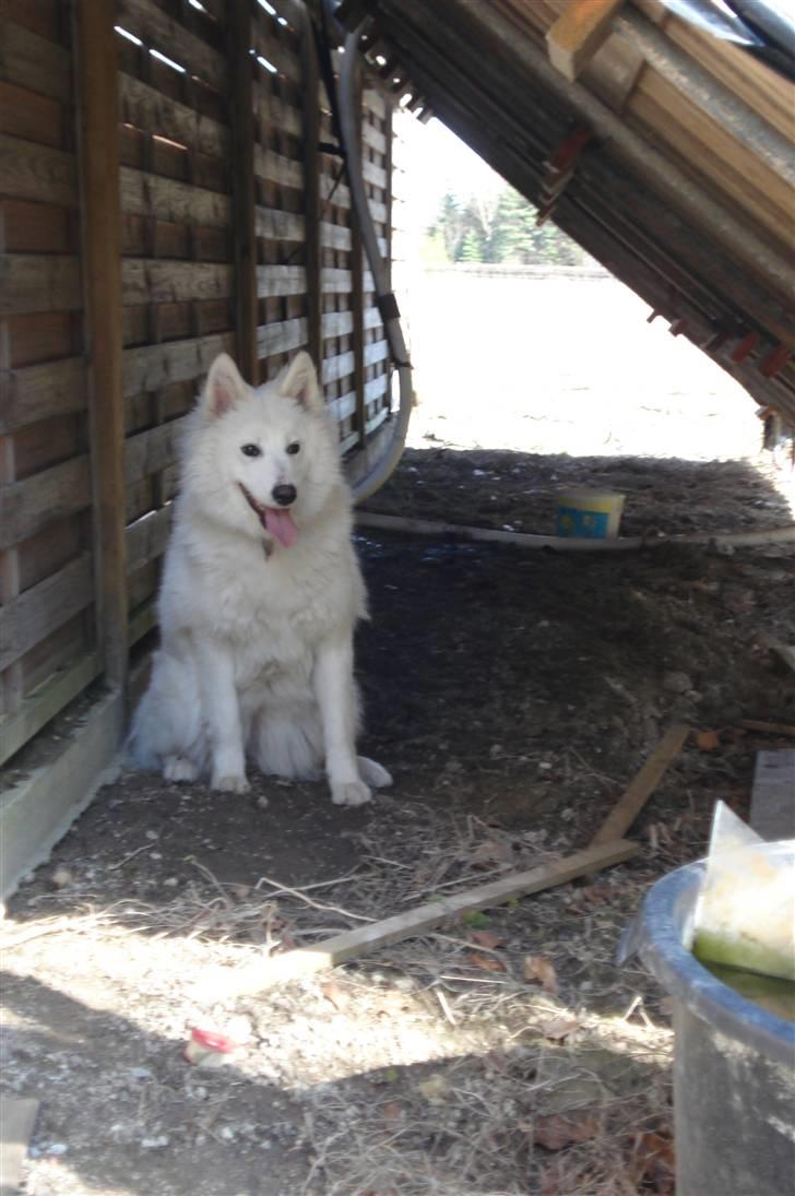 Samojedhund Tøzen - Buuuh. 2. April 2010 billede 12