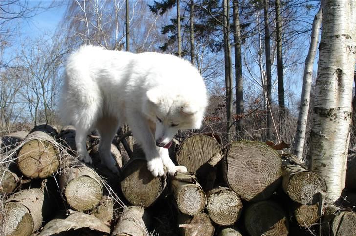 Samojedhund Tøzen - Hvordan kommer jeg ned? :o 2. April 2010 billede 13