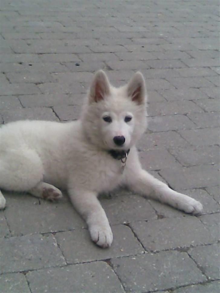 Samojedhund Tøzen - En lidt yngre version af Tøzen. (: billede 14