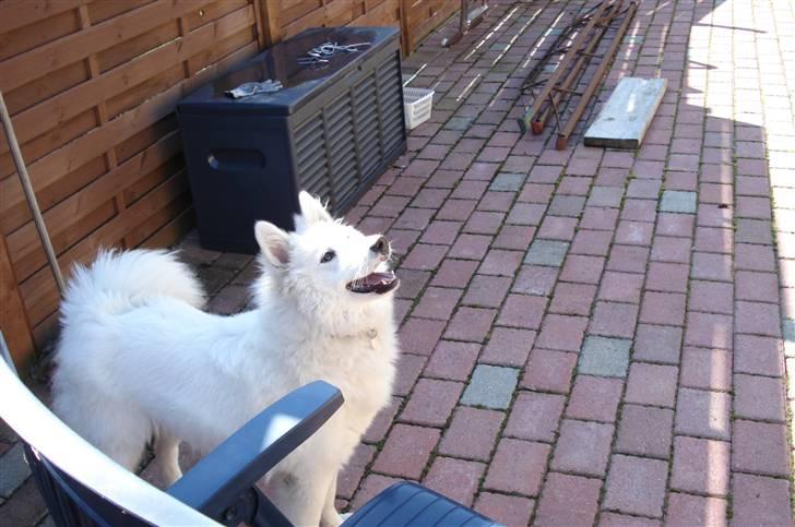 Samojedhund Tøzen - Mad? 2. April 2010 billede 15