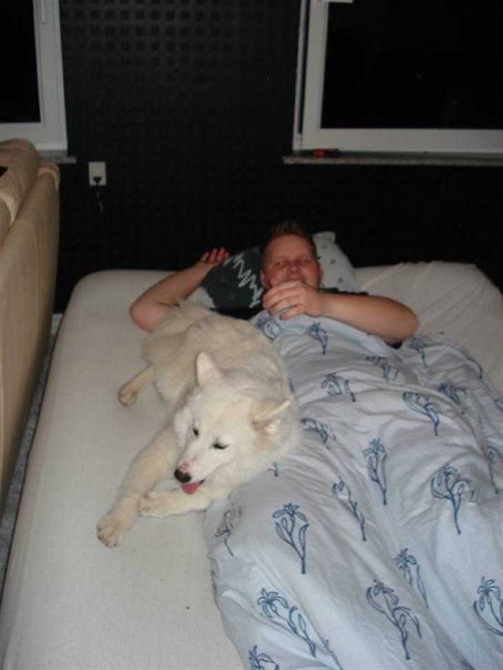 Samojedhund Tøzen - Tøzen & Printz er trætte, Nytår 09/10 billede 16