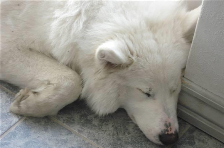Samojedhund Tøzen - zzzzzzzzzzzzzz 2. April 2010 billede 17