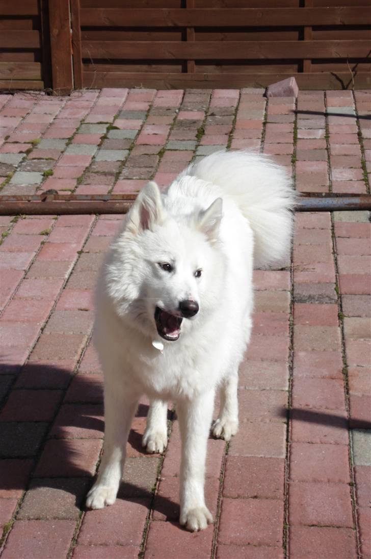Samojedhund Tøzen - Arrrrrrrrrrrh. 2. April 2010 billede 18
