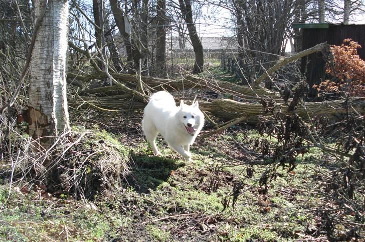 Samojedhund Tøzen - Ruun. 2. April 2010 billede 19