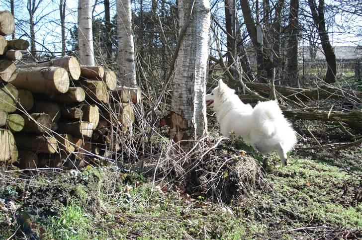 Samojedhund Tøzen - Nu smutter jeg, lig en bedømmelse. :D 2. April 2010 billede 20