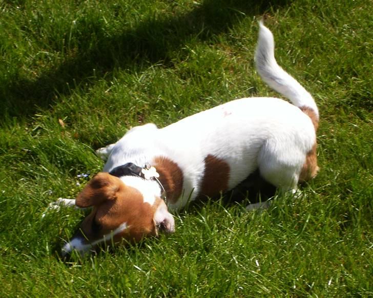 Dansk svensk gaardhund Anton - Uhm, det er dejligt at rulle sig i græsset....  billede 10