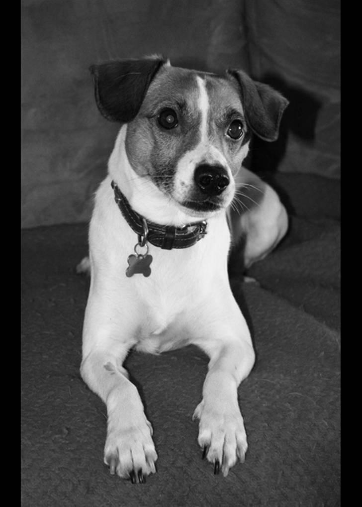 Dansk svensk gaardhund Anton - Så ligger man lige i sofaen, og gør sig lidt lækker. ;-) billede 11