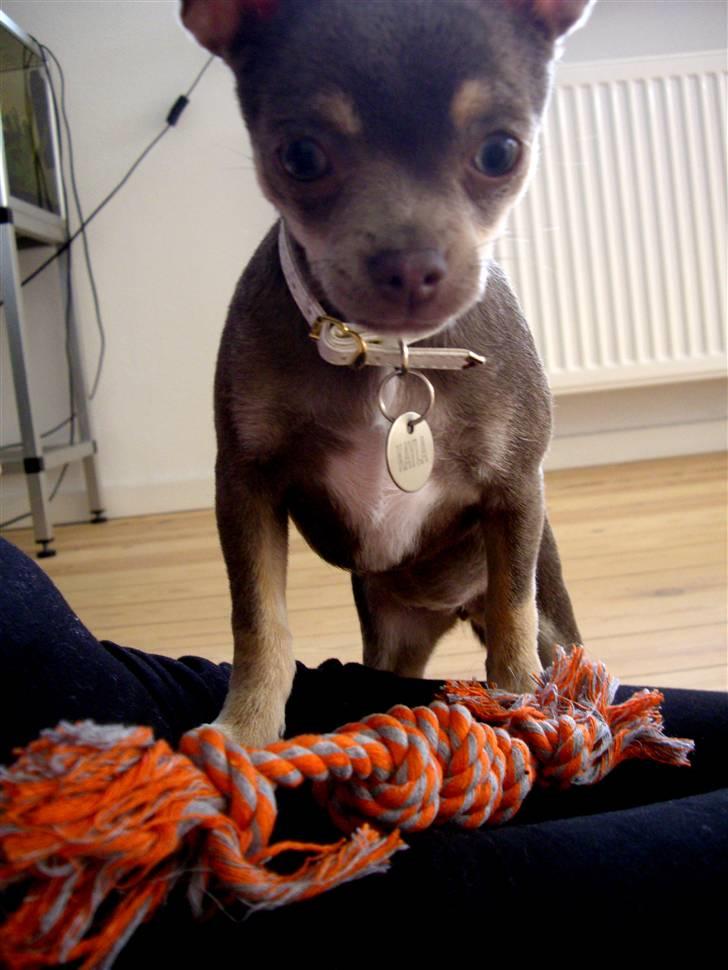Chihuahua Kayla - "Uh, tager du billede af mig?" billede 17