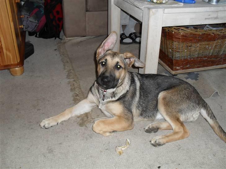 Schæferhund Zenta(himmelhund)  billede 11