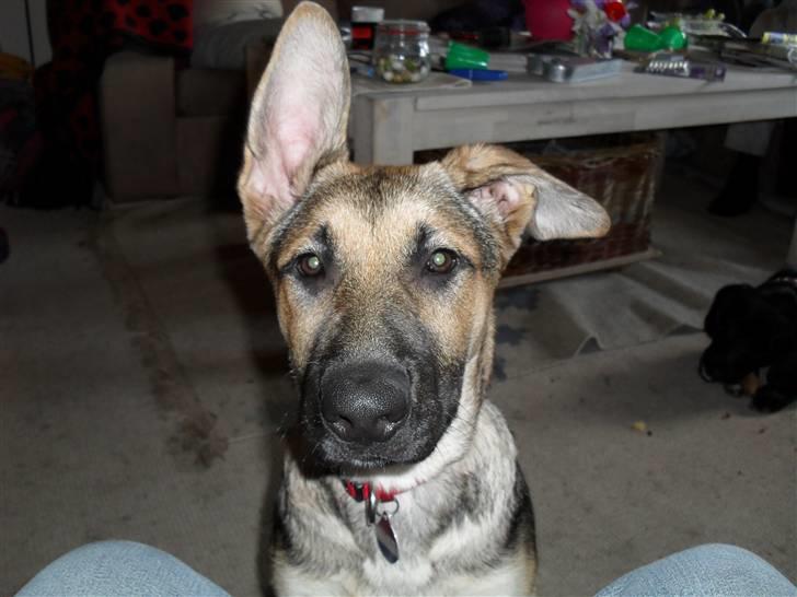 Schæferhund Zenta(himmelhund)  billede 12