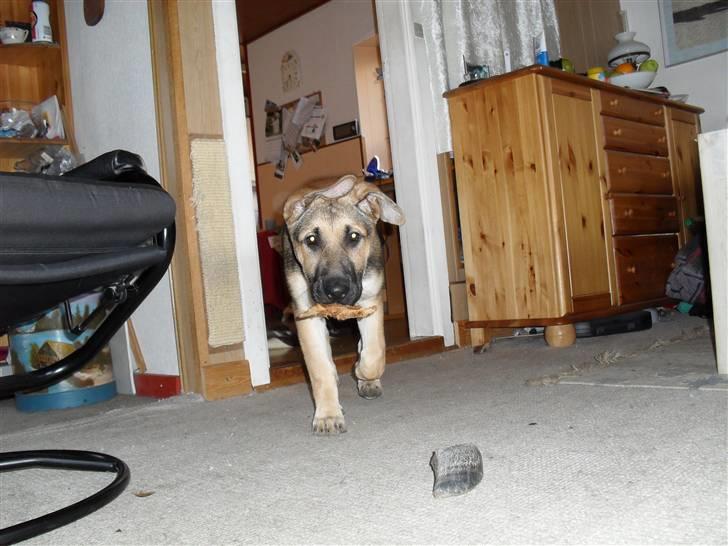 Schæferhund Zenta(himmelhund)  billede 13