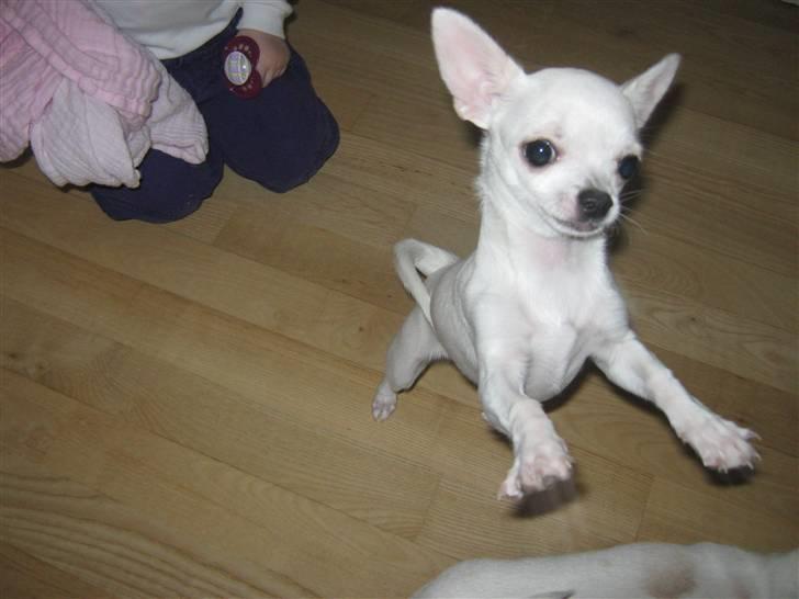 Chihuahua Lykke   " nu i pleje " billede 11