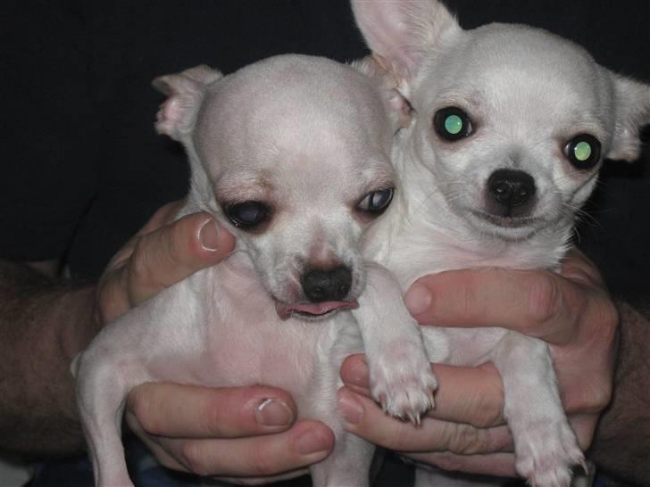 Chihuahua Lykke   " nu i pleje " billede 12