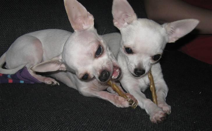 Chihuahua Lykke   " nu i pleje " billede 13