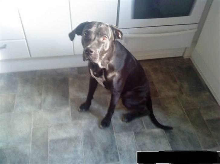 Blanding af racer futte billede 1