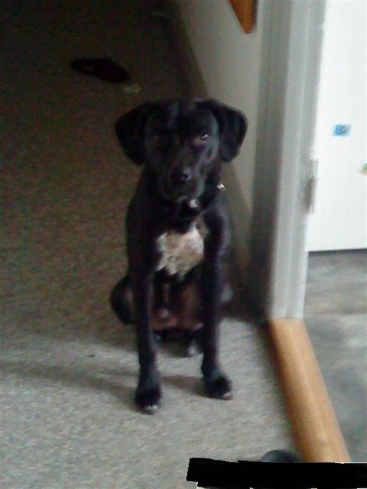 Blanding af racer futte billede 2