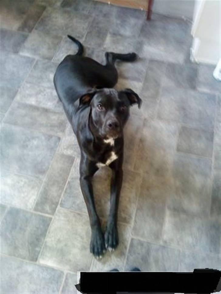 Blanding af racer futte billede 3