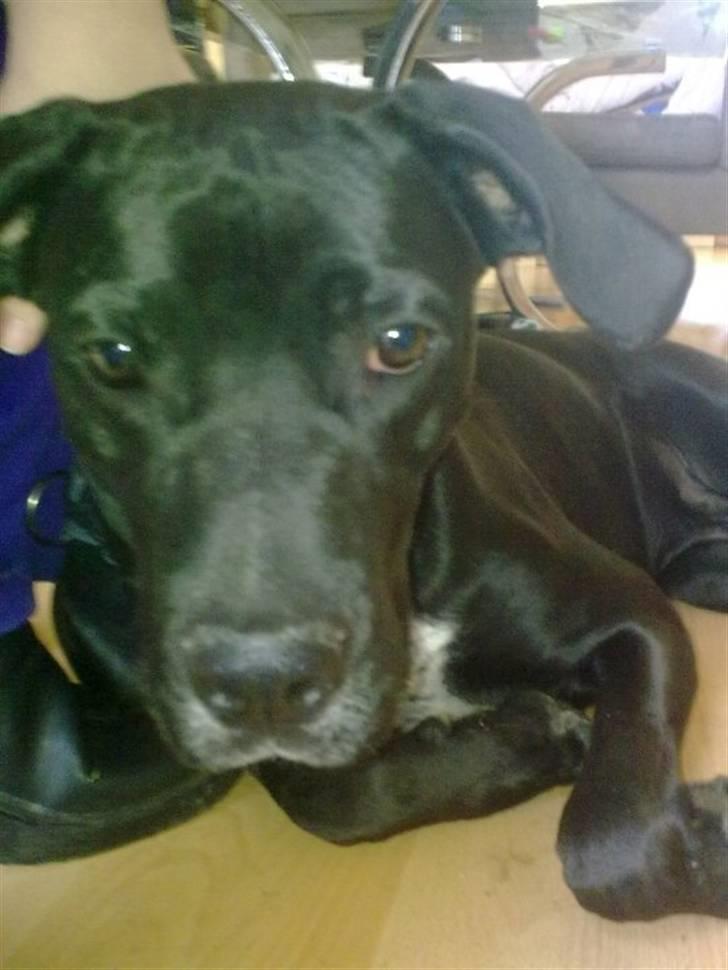 Blanding af racer futte - er jeg ik bare kær billede 4