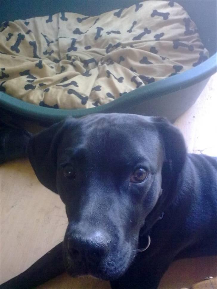 Blanding af racer futte billede 5