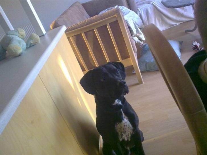 Blanding af racer futte - jeg er så stolt har lige bidt min bold i stykker billede 6