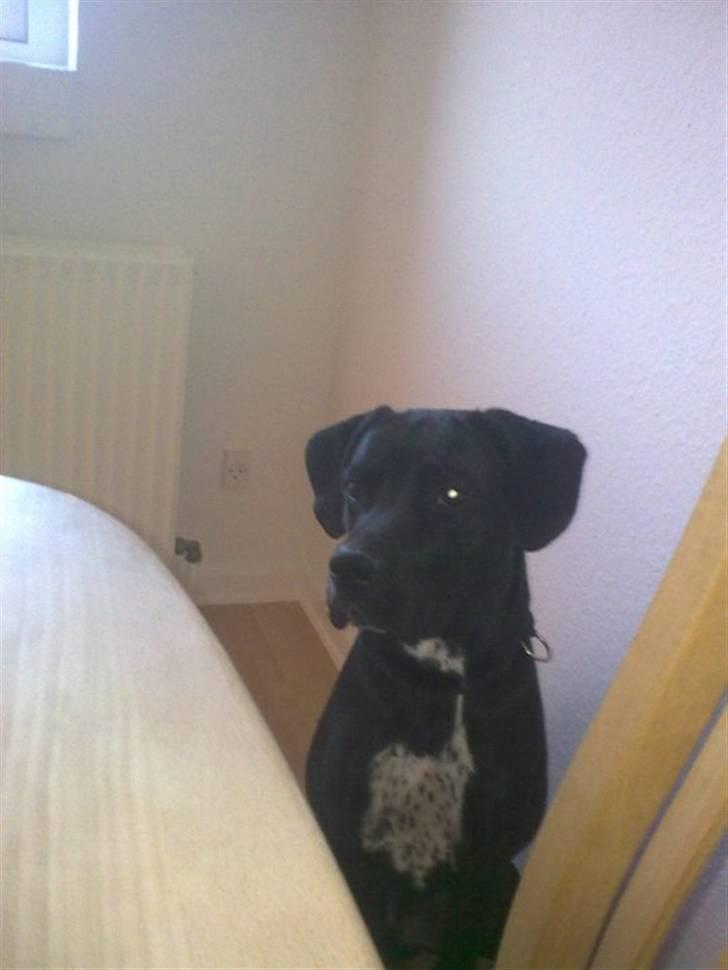 Blanding af racer futte - holder lige øje med lillemand der sidder og leger billede 7