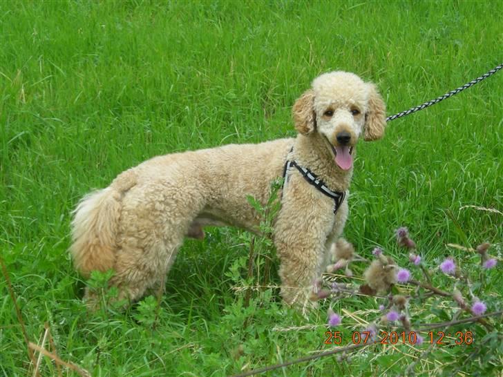 Storpuddel Nuka billede 12