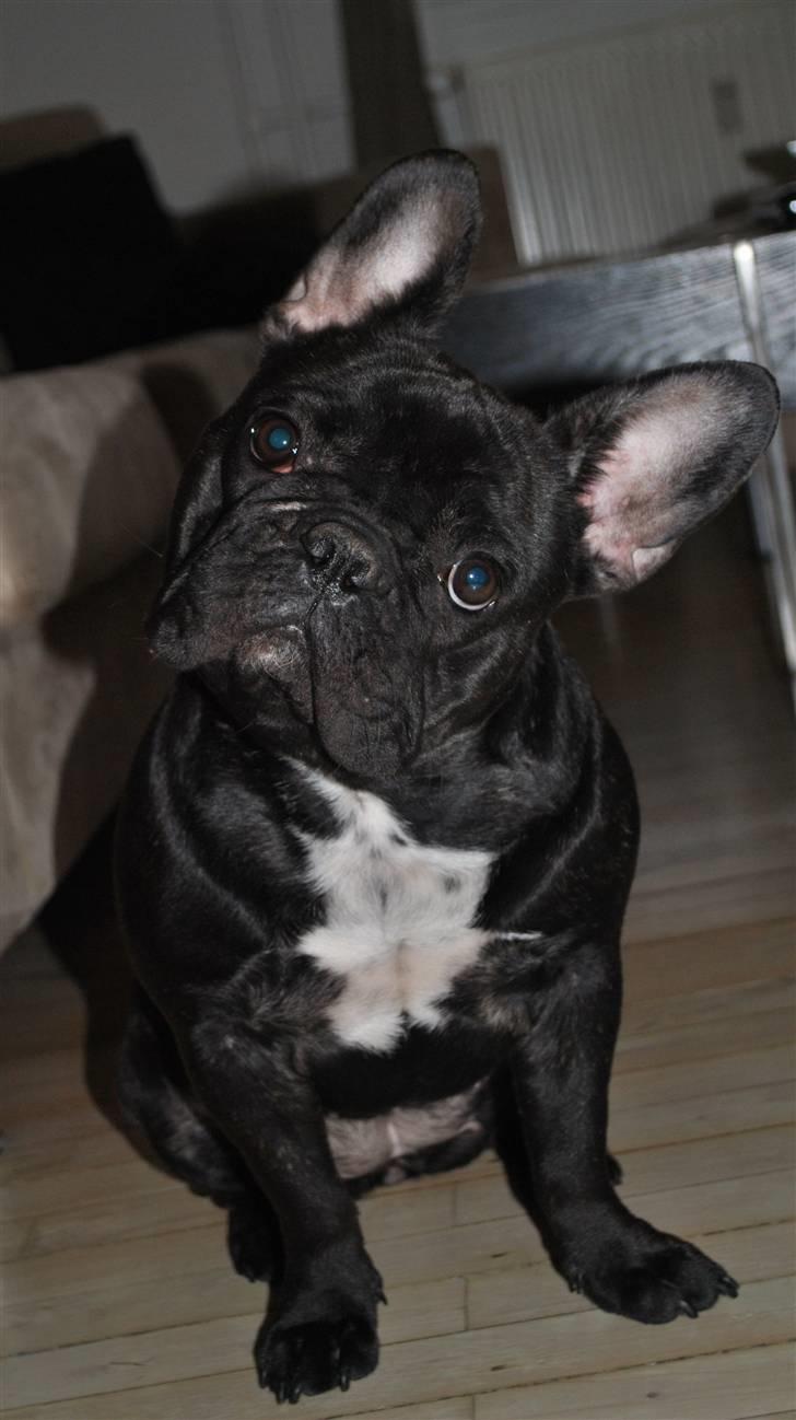 Fransk bulldog Molli  billede 3