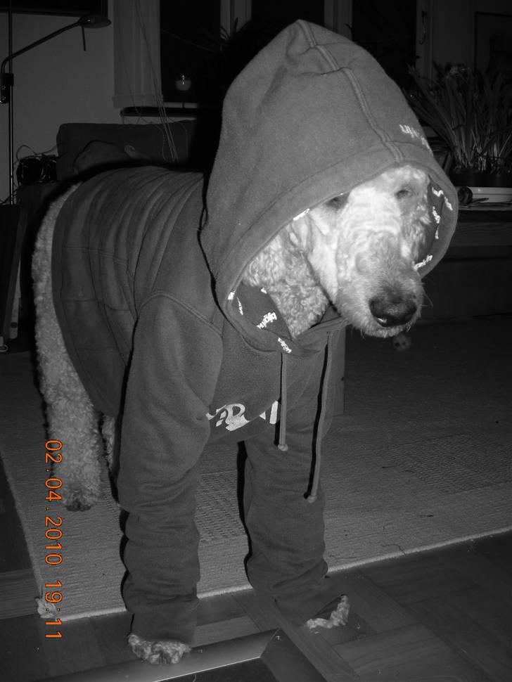 Storpuddel Nuka billede 13