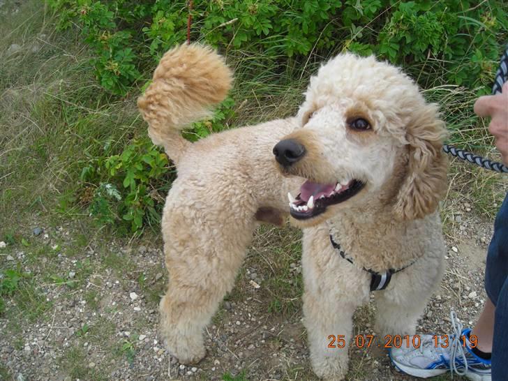 Storpuddel Nuka billede 14