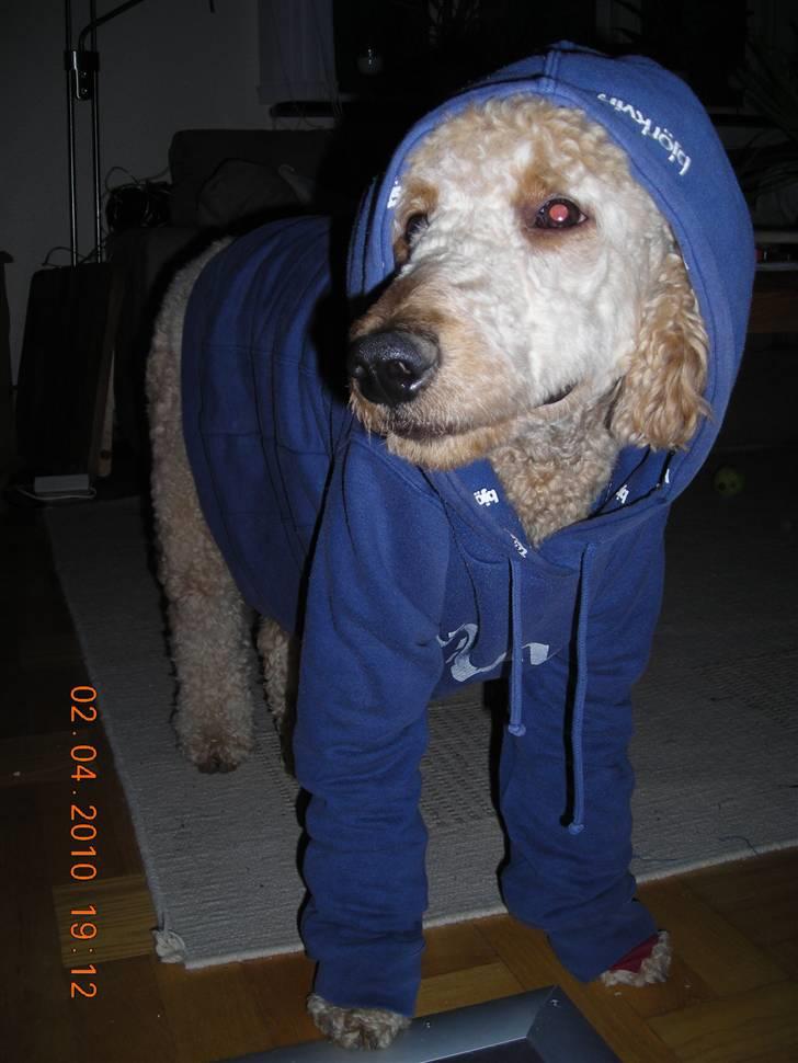 Storpuddel Nuka billede 15