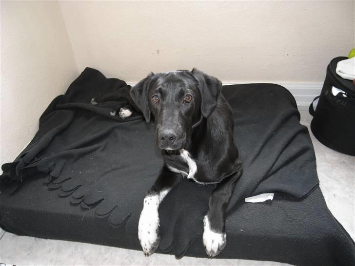 Labrador retriever / Gammel Dansk Hønsehund - Afslapning billede 1