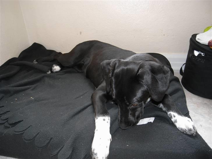 Labrador retriever / Gammel Dansk Hønsehund - Lidt legesyg billede 2