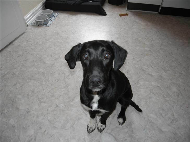 Labrador retriever / Gammel Dansk Hønsehund billede 3