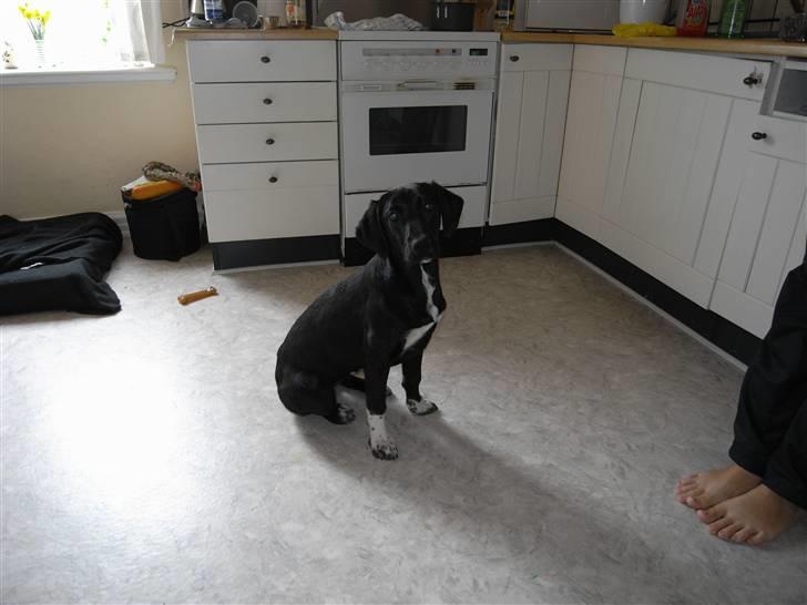 Labrador retriever / Gammel Dansk Hønsehund - Hmmm billede 4