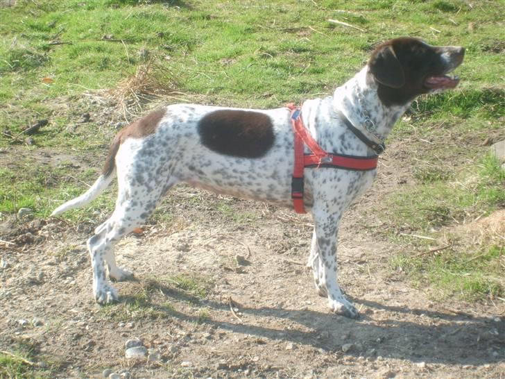 Labrador retriever / Gammel Dansk Hønsehund - Moody´s Mor billede 5