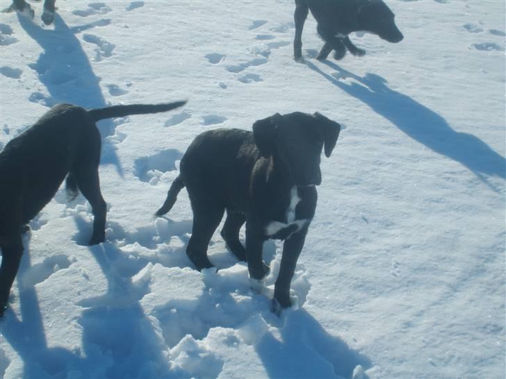 Labrador retriever / Gammel Dansk Hønsehund - Moody med søskende billede 6