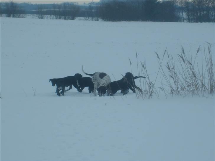Labrador retriever / Gammel Dansk Hønsehund - Moody og familien billede 7