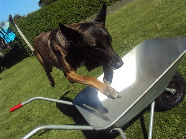 Malinois »' [Mira]  - mit´liv *; <3 billede 15