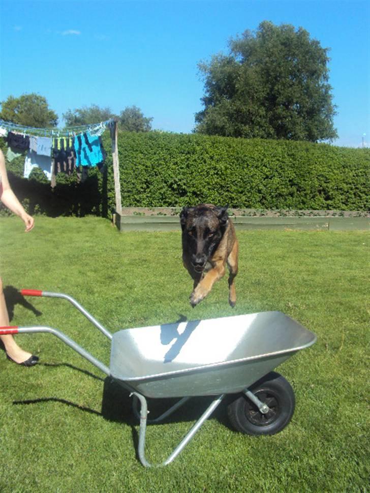 Malinois »' [Mira]  - du er og vil altid være min bedsteveninde selvom du er i hundehimlen nu :´) billede 16