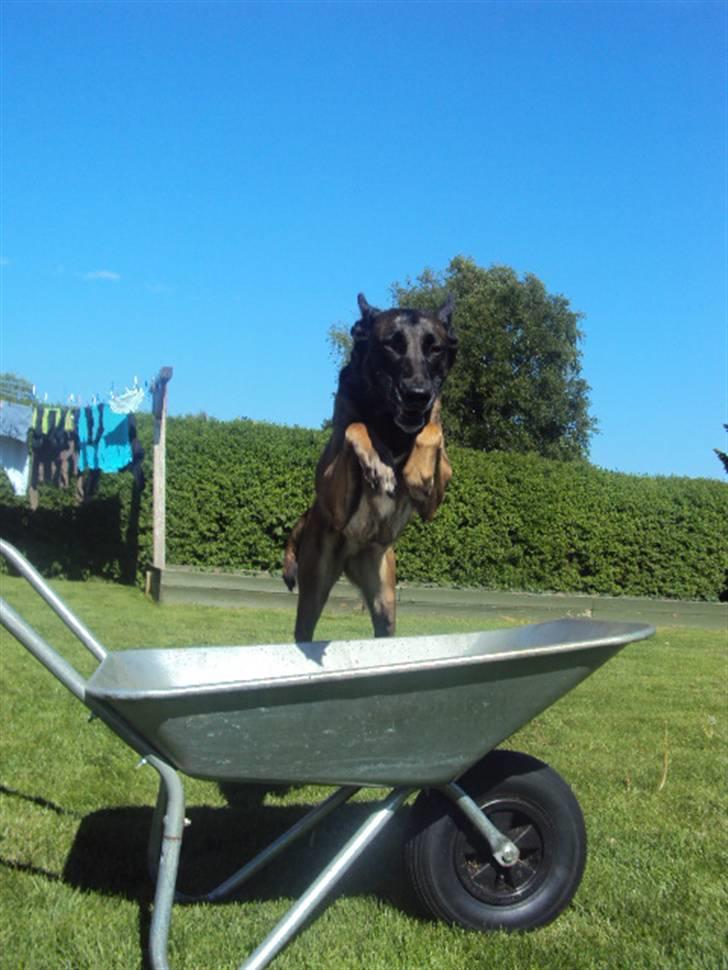 Malinois »' [Mira]  - Spring er gooodt :-D billede 17