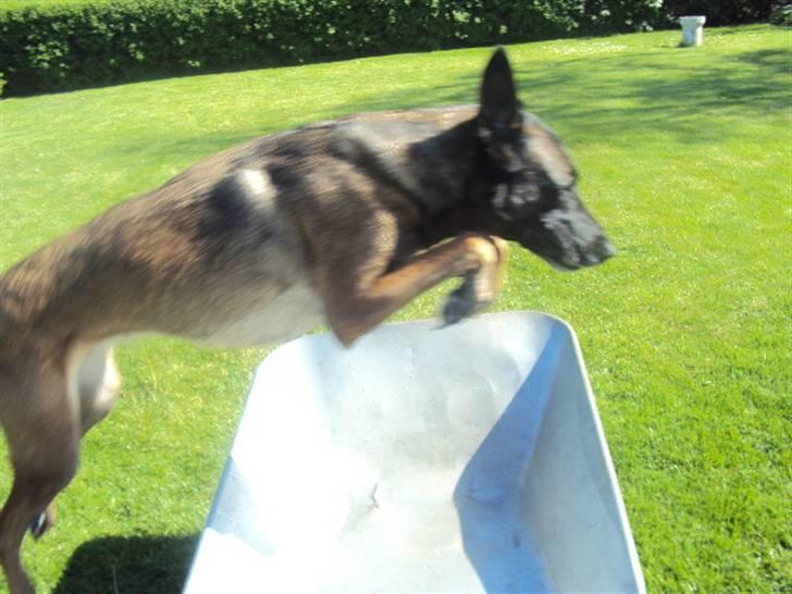 Malinois »' [Mira]  - jeg savner dig minskat *-:<3<3 billede 18