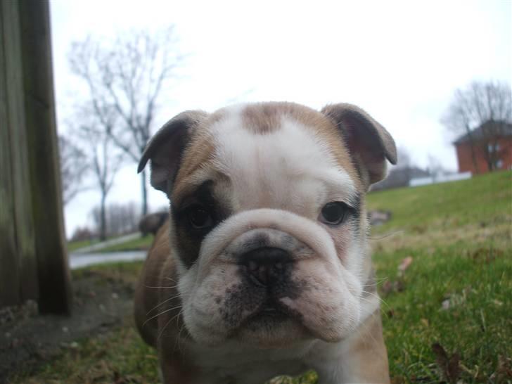 Engelsk bulldog Don billede 1