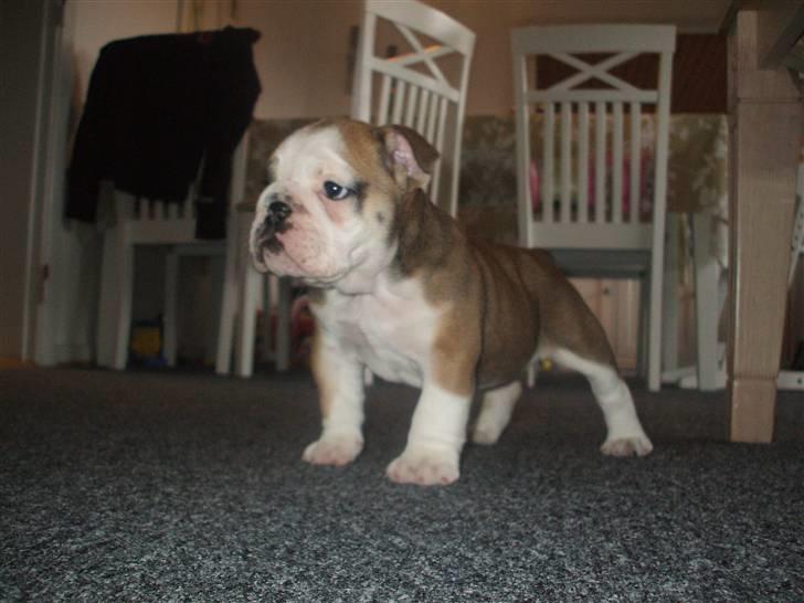 Engelsk bulldog Don billede 2