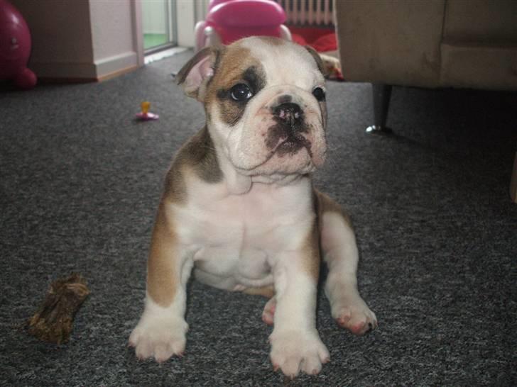 Engelsk bulldog Don billede 3