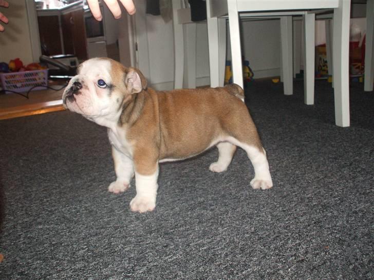 Engelsk bulldog Don billede 4